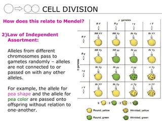 CELL DIVISION
How does this relate to Mendel?


2)Law of Independent
  Assortment:

  Alleles from different
  chromosomes pass to
  gametes randomly – alleles
  are not connected to or
  passed on with any other
  alleles.

  For example, the allele for
  pea shape and the allele for
  pea color are passed onto
  offspring without relation to
  one-another.
 