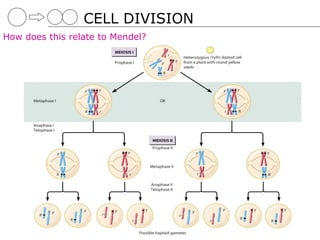 CELL DIVISION
How does this relate to Mendel?
 