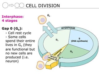 CELL DIVISION

                      G0
Interphase:
4 stages

Gap 0 (G0):
 - Cell rest cycle
 - Some cells
 spend their entire
 lives in G0 (they
 are functional but
 no new cells are
 produced (i.e.
 neuron)
 
