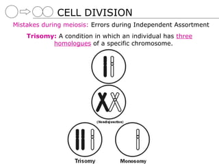 CELL DIVISION
Mistakes during meiosis: Errors during Independent Assortment
    Trisomy: A condition in which an individual has three
           homologues of a specific chromosome.
 