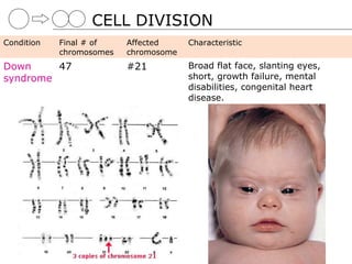 CELL DIVISION
Condition   Final # of    Affected     Characteristic
            chromosomes   chromosome
Down     47               #21          Broad flat face, slanting eyes,
syndrome                               short, growth failure, mental
                                       disabilities, congenital heart
                                       disease.
 