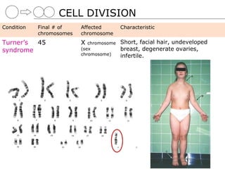 CELL DIVISION
Condition   Final # of    Affected        Characteristic
            chromosomes   chromosome
Turner’s 45               X  chromosome   Short, facial hair, undeveloped
syndrome                  (sex            breast, degenerate ovaries,
                          chromosome)     infertile.
 