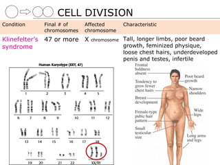 CELL DIVISION
Condition       Final # of    Affected       Characteristic
                chromosomes   chromosome
Klinefelter’s   47 or more X    chromosome   Tall, longer limbs, poor beard
syndrome                                     growth, feminized physique,
                                             loose chest hairs, underdeveloped
                                             penis and testes, infertile
 