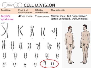 CELL DIVISION
Condition   Final # of    Affected      Characteristic
            chromosomes   chromosome
Jacob’s     47 or more Y   chromosome   Normal male, tall, “aggressive”
syndrome                                (often unnoticed, 1/1000 males)
 