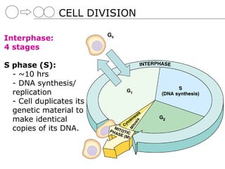 CELL DIVISION

                          G0
Interphase:
4 stages

S phase (S):
  - ~10 hrs
  - DNA synthesis/
  replication
  - Cell duplicates its
  genetic material to
  make identical
  copies of its DNA.
 