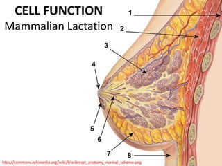 CELL FUNCTION
 Mammalian Lactation




http://commons.wikimedia.org/wiki/File:Breast_anatomy_normal_scheme.png
 