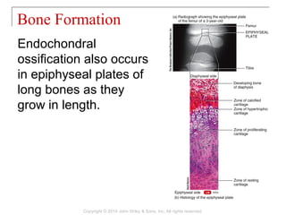 Endochondral
ossification also occurs
in epiphyseal plates of
long bones as they
grow in length.
Bone Formation
Copyright © 2014 John Wiley & Sons, Inc. All rights reserved.
 