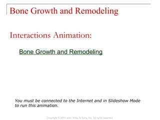Bone Growth and Remodeling
Bone Growth and Remodeling
Interactions Animation:
You must be connected to the Internet and in Slideshow Mode
to run this animation.
Copyright © 2014 John Wiley & Sons, Inc. All rights reserved.
 