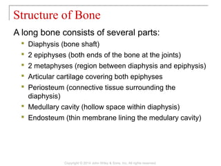 A long bone consists of several parts:
 Diaphysis (bone shaft)
 2 epiphyses (both ends of the bone at the joints)
 2 metaphyses (region between diaphysis and epiphysis)
 Articular cartilage covering both epiphyses
 Periosteum (connective tissue surrounding the
diaphysis)
 Medullary cavity (hollow space within diaphysis)
 Endosteum (thin membrane lining the medulary cavity)
Structure of Bone
Copyright © 2014 John Wiley & Sons, Inc. All rights reserved.
 