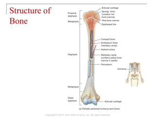 Structure of
Bone
Copyright © 2014 John Wiley & Sons, Inc. All rights reserved.
 