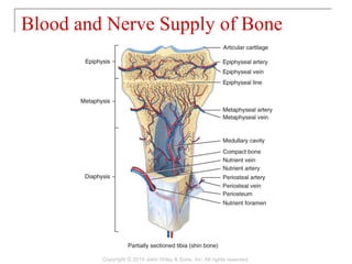 Blood and Nerve Supply of Bone
Copyright © 2014 John Wiley & Sons, Inc. All rights reserved.
 