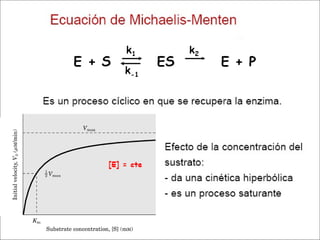 06 Cinetica Enzimatica