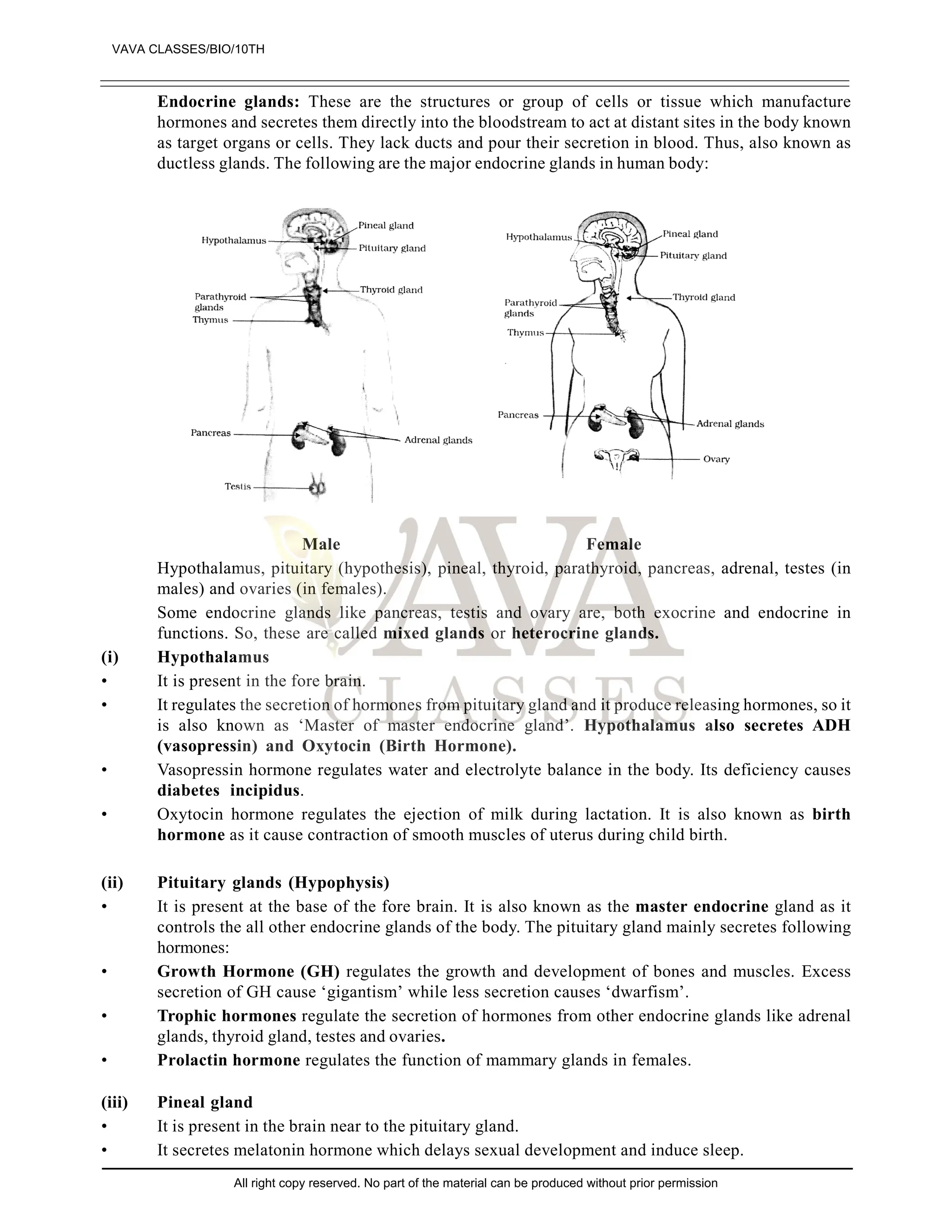 Endocrine glands: These are the structures or group of cells or tissue which manufacture
hormones and secretes them directly into the bloodstream to act at distant sites in the body known
as target organs or cells. They lack ducts and pour their secretion in blood. Thus, also known as
ductless glands. The following are the major endocrine glands in human body:
Male Female
Hypothalamus, pituitary (hypothesis), pineal, thyroid, parathyroid, pancreas, adrenal, testes (in
males) and ovaries (in females).
Some endocrine glands like pancreas, testis and ovary are, both exocrine and endocrine in
functions. So, these are called mixed glands or heterocrine glands.
(i) Hypothalamus
• It is present in the fore brain.
• It regulates the secretion of hormones from pituitary gland and it produce releasing hormones, so it
is also known as ‘Master of master endocrine gland’. Hypothalamus also secretes ADH
(vasopressin) and Oxytocin (Birth Hormone).
• Vasopressin hormone regulates water and electrolyte balance in the body. Its deficiency causes
diabetes incipidus.
• Oxytocin hormone regulates the ejection of milk during lactation. It is also known as birth
hormone as it cause contraction of smooth muscles of uterus during child birth.
(ii) Pituitary glands (Hypophysis)
• It is present at the base of the fore brain. It is also known as the master endocrine gland as it
controls the all other endocrine glands of the body. The pituitary gland mainly secretes following
hormones:
• Growth Hormone (GH) regulates the growth and development of bones and muscles. Excess
secretion of GH cause ‘gigantism’ while less secretion causes ‘dwarfism’.
• Trophic hormones regulate the secretion of hormones from other endocrine glands like adrenal
glands, thyroid gland, testes and ovaries.
• Prolactin hormone regulates the function of mammary glands in females.
(iii) Pineal gland
• It is present in the brain near to the pituitary gland.
• It secretes melatonin hormone which delays sexual development and induce sleep.
VAVA CLASSES/BIO/10TH
All right copy reserved. No part of the material can be produced without prior permission
 