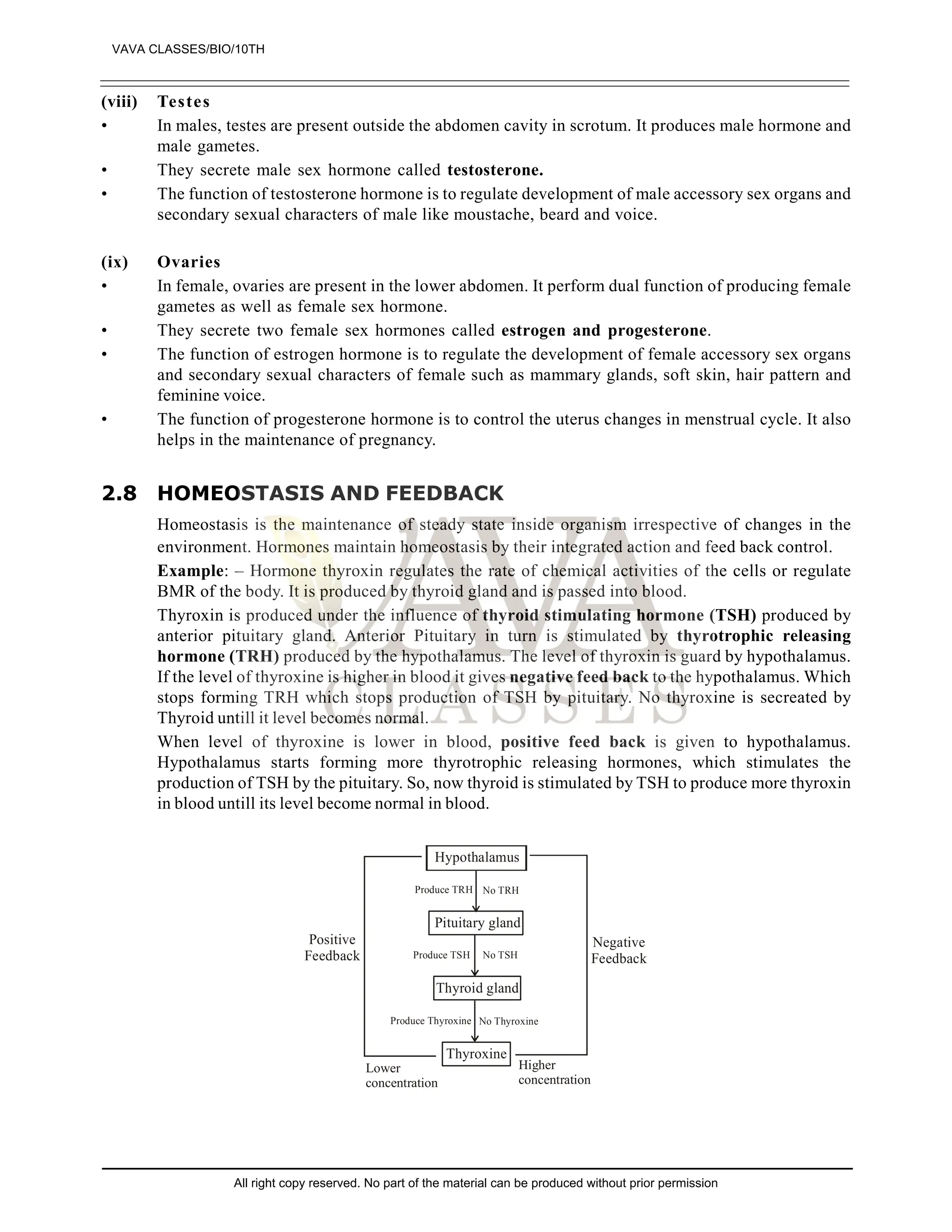 (viii) Testes
• In males, testes are present outside the abdomen cavity in scrotum. It produces male hormone and
male gametes.
• They secrete male sex hormone called testosterone.
• The function of testosterone hormone is to regulate development of male accessory sex organs and
secondary sexual characters of male like moustache, beard and voice.
(ix) Ovaries
• In female, ovaries are present in the lower abdomen. It perform dual function of producing female
gametes as well as female sex hormone.
• They secrete two female sex hormones called estrogen and progesterone.
• The function of estrogen hormone is to regulate the development of female accessory sex organs
and secondary sexual characters of female such as mammary glands, soft skin, hair pattern and
feminine voice.
• The function of progesterone hormone is to control the uterus changes in menstrual cycle. It also
helps in the maintenance of pregnancy.
2.8 HOMEOSTASIS AND FEEDBACK
Homeostasis is the maintenance of steady state inside organism irrespective of changes in the
environment. Hormones maintain homeostasis by their integrated action and feed back control.
Example: – Hormone thyroxin regulates the rate of chemical activities of the cells or regulate
BMR of the body. It is produced by thyroid gland and is passed into blood.
Thyroxin is produced under the influence of thyroid stimulating hormone (TSH) produced by
anterior pituitary gland. Anterior Pituitary in turn is stimulated by thyrotrophic releasing
hormone (TRH) produced by the hypothalamus. The level of thyroxin is guard by hypothalamus.
If the level of thyroxine is higher in blood it gives negative feed back to the hypothalamus. Which
stops forming TRH which stops production of TSH by pituitary. No thyroxine is secreated by
Thyroid untill it level becomes normal.
When level of thyroxine is lower in blood, positive feed back is given to hypothalamus.
Hypothalamus starts forming more thyrotrophic releasing hormones, which stimulates the
production of TSH by the pituitary. So, now thyroid is stimulated by TSH to produce more thyroxin
in blood untill its level become normal in blood.
Hypothalamus
Pituitary gland
Thyroid gland
Thyroxine
Positive
Feedback
Negative
Feedback
Produce TRH No TRH
Produce TSH No TSH
Produce Thyroxine No Thyroxine
Lower
concentration
Higher
concentration
VAVA CLASSES/BIO/10TH
All right copy reserved. No part of the material can be produced without prior permission
 