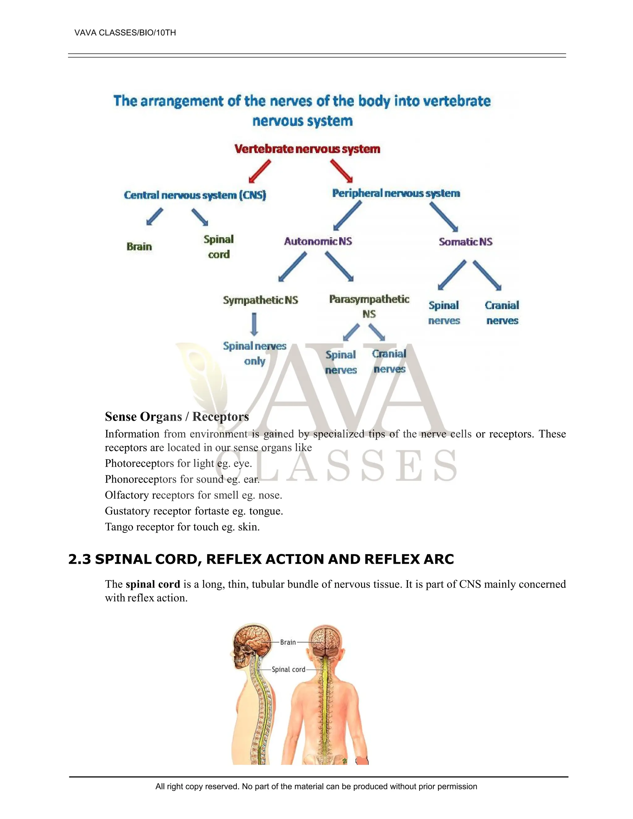 Sense Organs / Receptors
Information from environment is gained by specialized tips of the nerve cells or receptors. These
receptors are located in our sense organs like
Photoreceptors for light eg. eye.
Phonoreceptors for sound eg. ear.
Olfactory receptors for smell eg. nose.
Gustatory receptor fortaste eg. tongue.
Tango receptor for touch eg. skin.
2.3 SPINAL CORD, REFLEX ACTION AND REFLEX ARC
The spinal cord is a long, thin, tubular bundle of nervous tissue. It is part of CNS mainly concerned
with reflex action.
VAVA CLASSES/BIO/10TH
All right copy reserved. No part of the material can be produced without prior permission
 