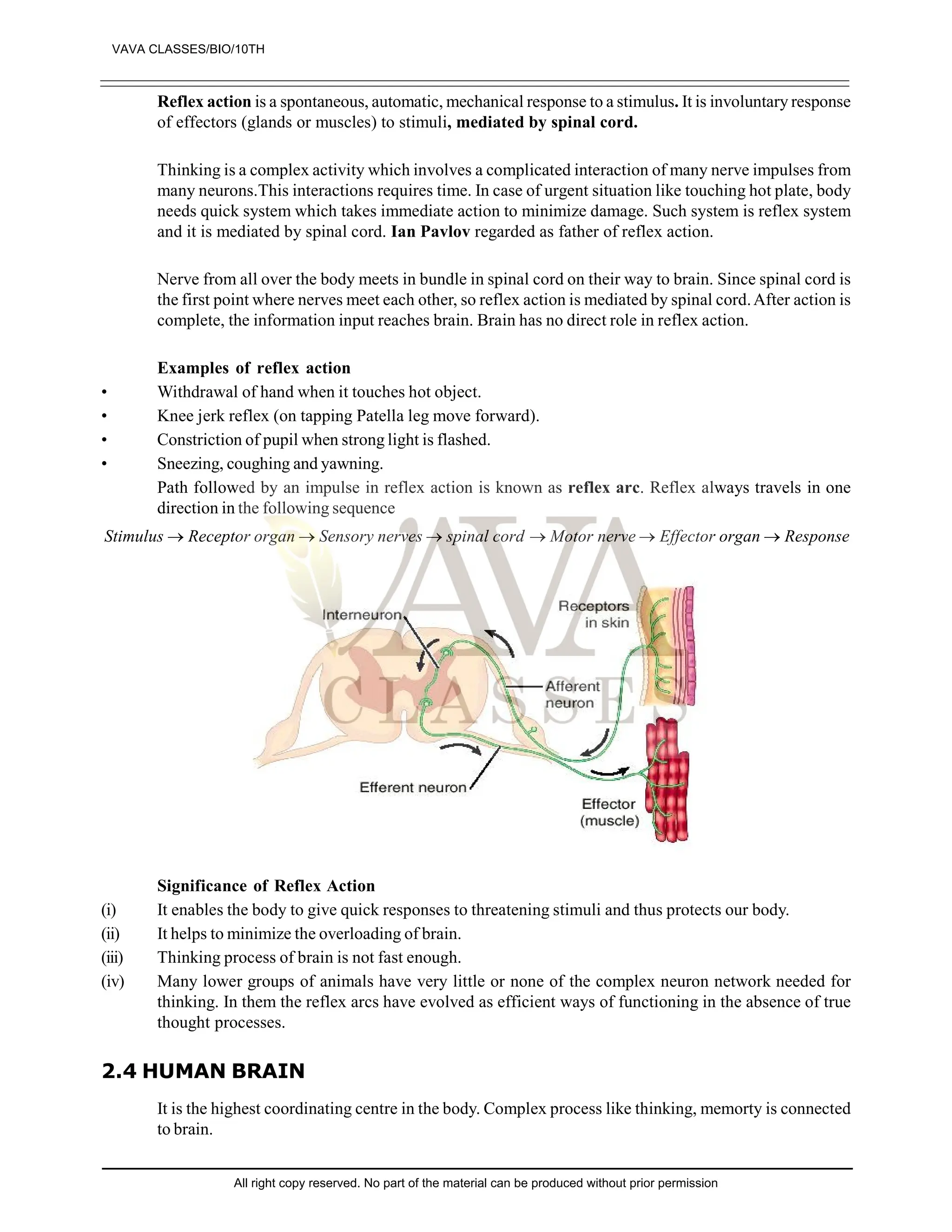 Reflex action is a spontaneous, automatic, mechanical response to a stimulus. It is involuntary response
of effectors (glands or muscles) to stimuli, mediated by spinal cord.
Thinking is a complex activity which involves a complicated interaction of many nerve impulses from
many neurons.This interactions requires time. In case of urgent situation like touching hot plate, body
needs quick system which takes immediate action to minimize damage. Such system is reflex system
and it is mediated by spinal cord. Ian Pavlov regarded as father of reflex action.
Nerve from all over the body meets in bundle in spinal cord on their way to brain. Since spinal cord is
the first point where nerves meet each other, so reflex action is mediated by spinal cord.After action is
complete, the information input reaches brain. Brain has no direct role in reflex action.
Examples of reflex action
• Withdrawal of hand when it touches hot object.
• Knee jerk reflex (on tapping Patella leg move forward).
• Constriction of pupil when strong light is flashed.
• Sneezing, coughing and yawning.
Path followed by an impulse in reflex action is known as reflex arc. Reflex always travels in one
direction in the following sequence
Response
organ
Effector
nerve
Motor
cord
spinal
nerves
Sensory
organ
Receptor
Stimulus 





Significance of Reflex Action
(i) It enables the body to give quick responses to threatening stimuli and thus protects our body.
(ii) It helps to minimize the overloading of brain.
(iii) Thinking process of brain is not fast enough.
(iv) Many lower groups of animals have very little or none of the complex neuron network needed for
thinking. In them the reflex arcs have evolved as efficient ways of functioning in the absence of true
thought processes.
2.4 HUMAN BRAIN
It is the highest coordinating centre in the body. Complex process like thinking, memorty is connected
to brain.
VAVA CLASSES/BIO/10TH
All right copy reserved. No part of the material can be produced without prior permission
 