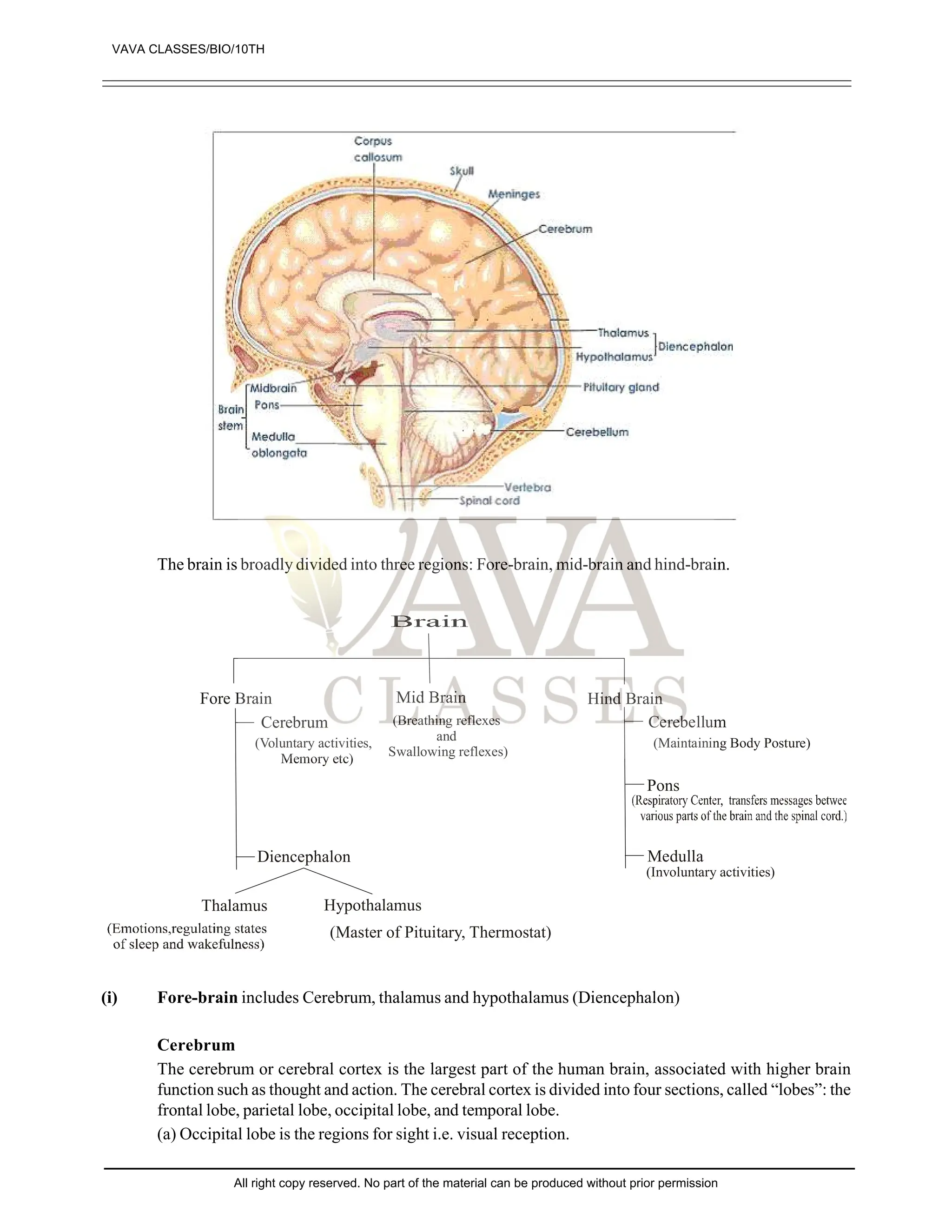 The brain is broadly divided into three regions: Fore-brain, mid-brain and hind-brain.
Fore Brain Hind Brain
Thalamus Hypothalamus
Cerebrum Cerebellum
Medulla
(Voluntary activities,
Memory etc)
(Master of Pituitary, Thermostat)
(Involuntary activities)
(Maintaining Body Posture)
(Breathing reflexes
and
Swallowing reflexes)
Diencephalon
Pons
(i) Fore-brain includes Cerebrum, thalamus and hypothalamus (Diencephalon)
Cerebrum
The cerebrum or cerebral cortex is the largest part of the human brain, associated with higher brain
function such as thought and action. The cerebral cortex is divided into four sections, called “lobes”: the
frontal lobe, parietal lobe, occipital lobe, and temporal lobe.
(a) Occipital lobe is the regions for sight i.e. visual reception.
VAVA CLASSES/BIO/10TH
All right copy reserved. No part of the material can be produced without prior permission
 