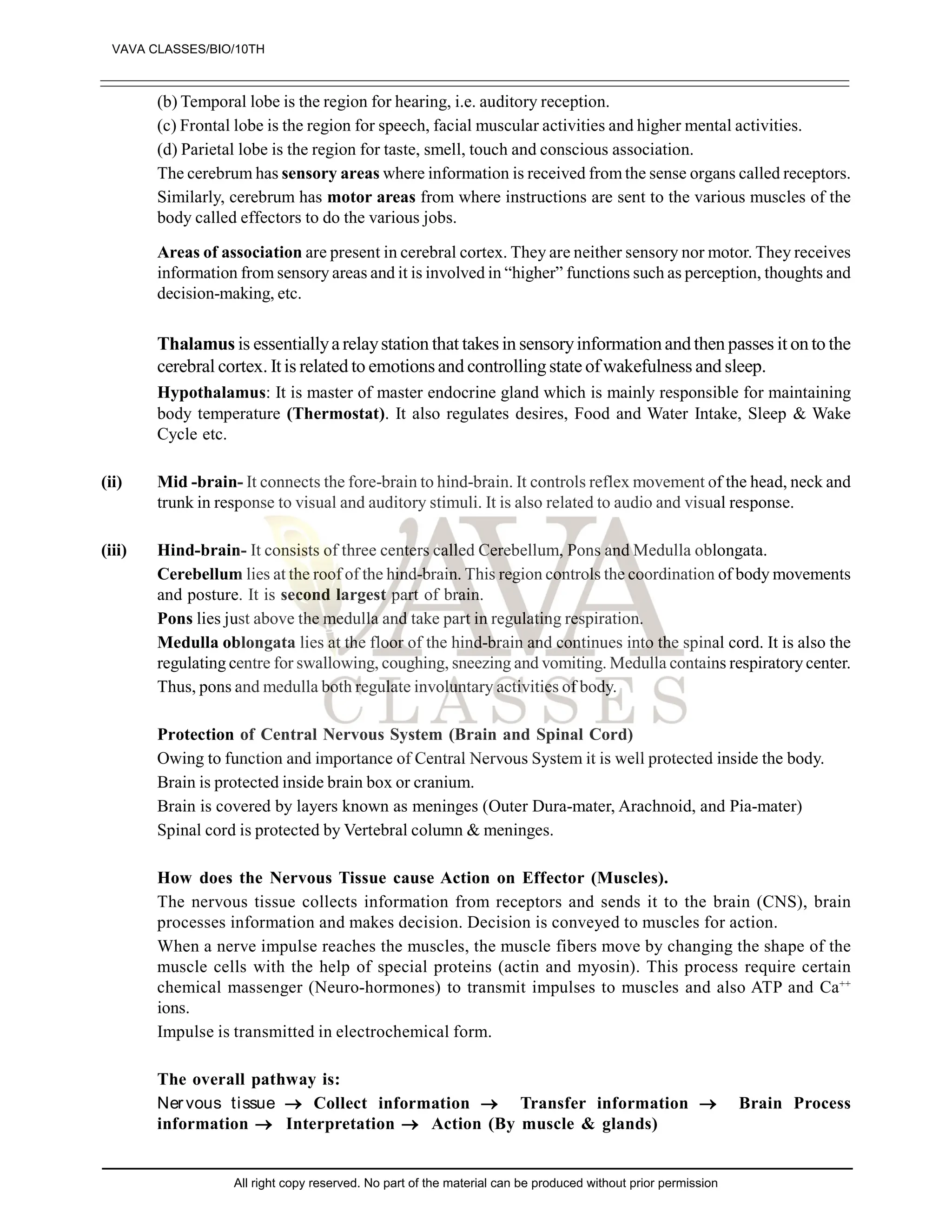 (b) Temporal lobe is the region for hearing, i.e. auditory reception.
(c) Frontal lobe is the region for speech, facial muscular activities and higher mental activities.
(d) Parietal lobe is the region for taste, smell, touch and conscious association.
The cerebrum has sensory areas where information is received from the sense organs called receptors.
Similarly, cerebrum has motor areas from where instructions are sent to the various muscles of the
body called effectors to do the various jobs.
Areas of association are present in cerebral cortex. They are neither sensory nor motor. They receives
information from sensory areas and it is involved in “higher” functions such as perception, thoughts and
decision-making, etc.
Thalamus is essentiallyarelaystation that takes in sensoryinformationandthen passes it onto the
cerebral cortex. It is related to emotions and controllingstate ofwakefulness and sleep.
Hypothalamus: It is master of master endocrine gland which is mainly responsible for maintaining
body temperature (Thermostat). It also regulates desires, Food and Water Intake, Sleep & Wake
Cycle etc.
(ii) Mid -brain- It connects the fore-brain to hind-brain. It controls reflex movement of the head, neck and
trunk in response to visual and auditory stimuli. It is also related to audio and visual response.
(iii) Hind-brain- It consists of three centers called Cerebellum, Pons and Medulla oblongata.
Cerebellum lies at the roof of the hind-brain. This region controls the coordination of body movements
and posture. It is second largest part of brain.
Pons lies just above the medulla and take part in regulating respiration.
Medulla oblongata lies at the floor of the hind-brain and continues into the spinal cord. It is also the
regulating centre for swallowing, coughing, sneezing and vomiting. Medulla contains respiratory center.
Thus, pons and medulla both regulate involuntary activities of body.
Protection of Central Nervous System (Brain and Spinal Cord)
Owing to function and importance of Central Nervous System it is well protected inside the body.
Brain is protected inside brain box or cranium.
Brain is covered by layers known as meninges (Outer Dura-mater, Arachnoid, and Pia-mater)
Spinal cord is protected by Vertebral column & meninges.
How does the Nervous Tissue cause Action on Effector (Muscles).
The nervous tissue collects information from receptors and sends it to the brain (CNS), brain
processes information and makes decision. Decision is conveyed to muscles for action.
When a nerve impulse reaches the muscles, the muscle fibers move by changing the shape of the
muscle cells with the help of special proteins (actin and myosin). This process require certain
chemical massenger (Neuro-hormones) to transmit impulses to muscles and also ATP and Ca++
ions.
Impulse is transmitted in electrochemical form.
The overall pathway is:
Ner vous tissue  Collect information  Transfer information  Brain Process
information  Interpretation  Action (By muscle & glands)
VAVA CLASSES/BIO/10TH
All right copy reserved. No part of the material can be produced without prior permission
 