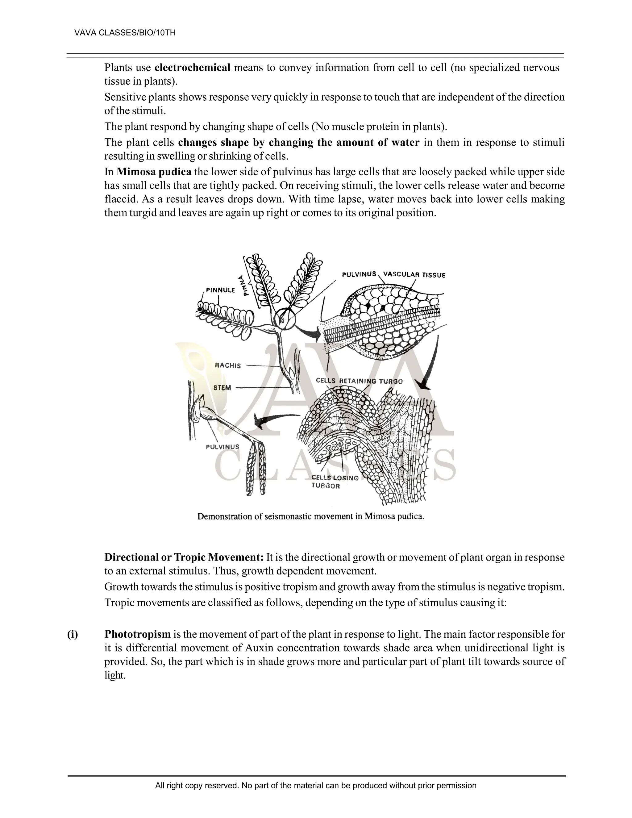 Plants use electrochemical means to convey information from cell to cell (no specialized nervous
tissue in plants).
Sensitive plants shows response very quickly in response to touch that are independent of the direction
of the stimuli.
The plant respond by changing shape of cells (No muscle protein in plants).
The plant cells changes shape by changing the amount of water in them in response to stimuli
resulting in swelling or shrinking of cells.
In Mimosa pudica the lower side of pulvinus has large cells that are loosely packed while upper side
has small cells that are tightly packed. On receiving stimuli, the lower cells release water and become
flaccid. As a result leaves drops down. With time lapse, water moves back into lower cells making
them turgid and leaves are again up right or comes to its original position.
Directional or Tropic Movement: It is the directional growth or movement of plant organ in response
to an external stimulus. Thus, growth dependent movement.
Growth towards the stimulus is positive tropism and growth away from the stimulus is negative tropism.
Tropic movements are classified as follows, depending on the type of stimulus causing it:
(i) Phototropism is the movement of part of the plant in response to light. The main factor responsible for
it is differential movement of Auxin concentration towards shade area when unidirectional light is
provided. So, the part which is in shade grows more and particular part of plant tilt towards source of
light.
VAVA CLASSES/BIO/10TH
All right copy reserved. No part of the material can be produced without prior permission
 