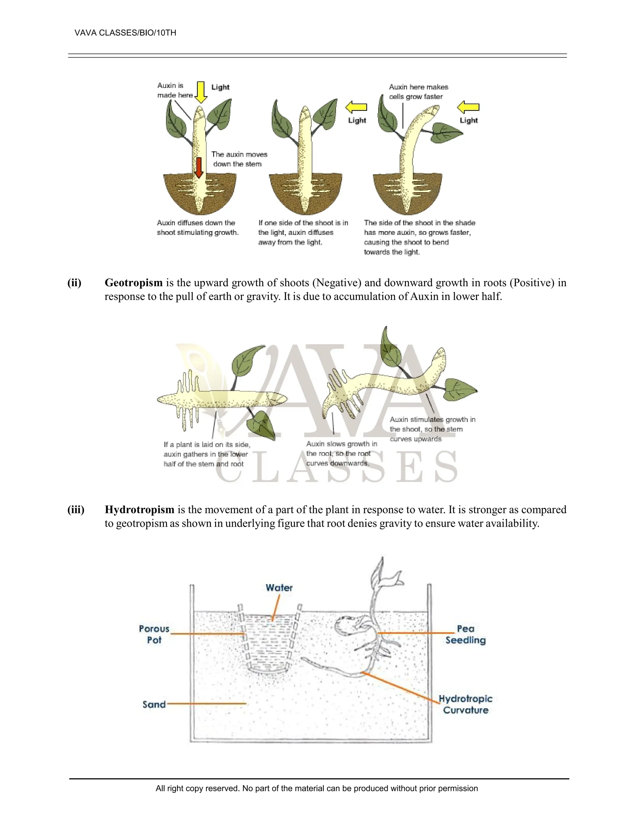 (ii) Geotropism is the upward growth of shoots (Negative) and downward growth in roots (Positive) in
response to the pull of earth or gravity. It is due to accumulation of Auxin in lower half.
(iii) Hydrotropism is the movement of a part of the plant in response to water. It is stronger as compared
to geotropism as shown in underlying figure that root denies gravity to ensure water availability.
VAVA CLASSES/BIO/10TH
All right copy reserved. No part of the material can be produced without prior permission
 
