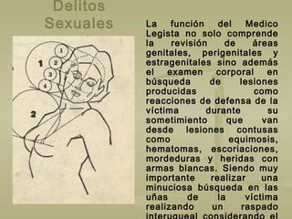 Delitos
Sexuales  La función del Medico
Legista no solo comprende
la revisión de áreas
genitales, perigenitales y
estragenitales sino además
el examen corporal en
búsqueda de lesiones
producidas como
reacciones de defensa de la
víctima durante su
sometimiento que van
desde lesiones contusas
como equimosis,
hematomas, escoriaciones,
mordeduras y heridas con
armas blancas. Siendo muy
importante realizar una
minuciosa búsqueda en las
uñas de la víctima
realizando un raspado
 