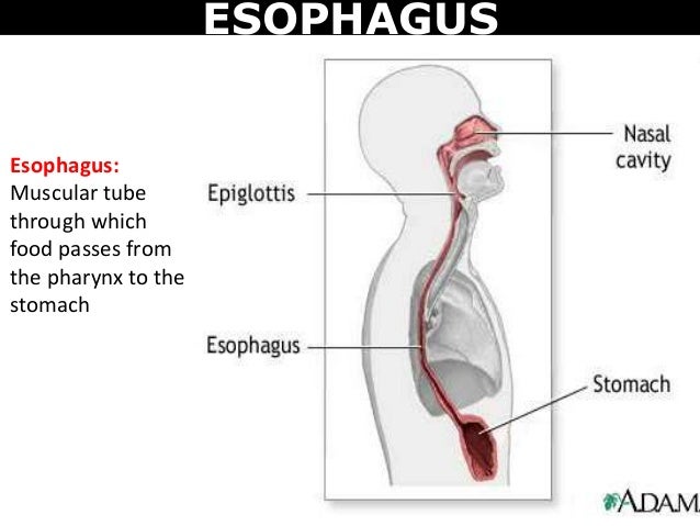 06 digestive and circulatory system