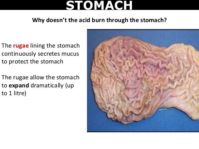Stomach Anatomy Rugae Choice Image - How To Guide And Refrence