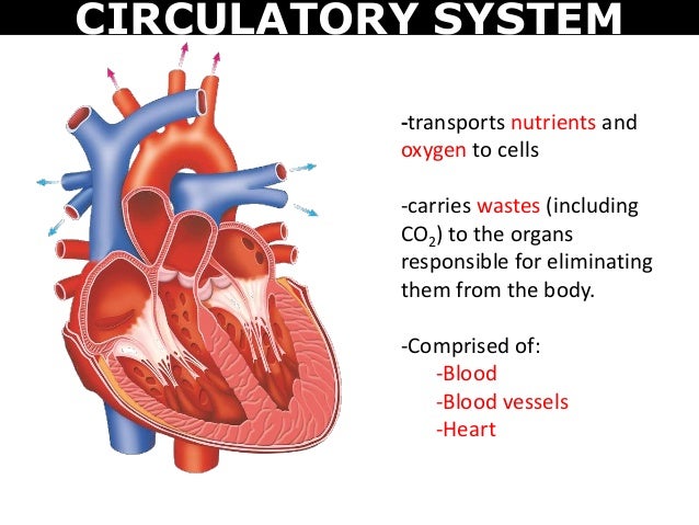 circulatory system organs