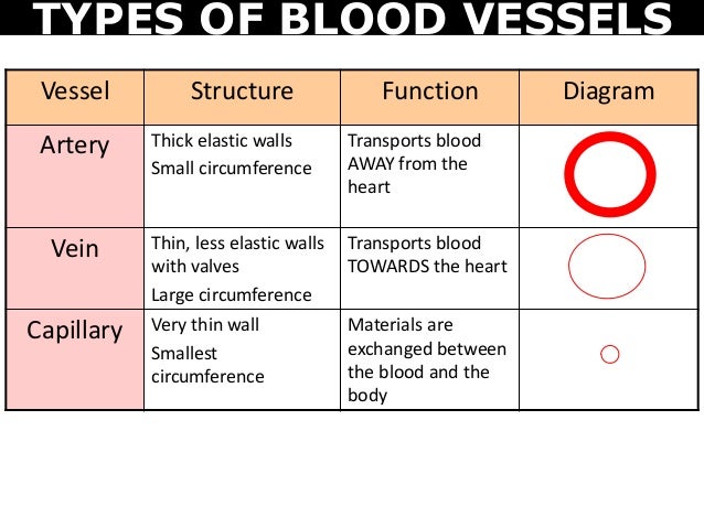 06 digestive and circulatory system arteries veins and capillaries venn diagram