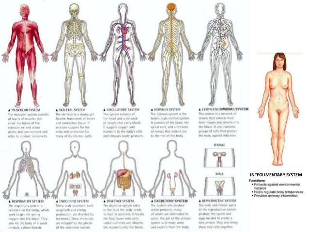 06 digestive and circulatory system