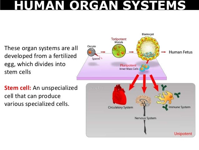 06 digestive and circulatory system