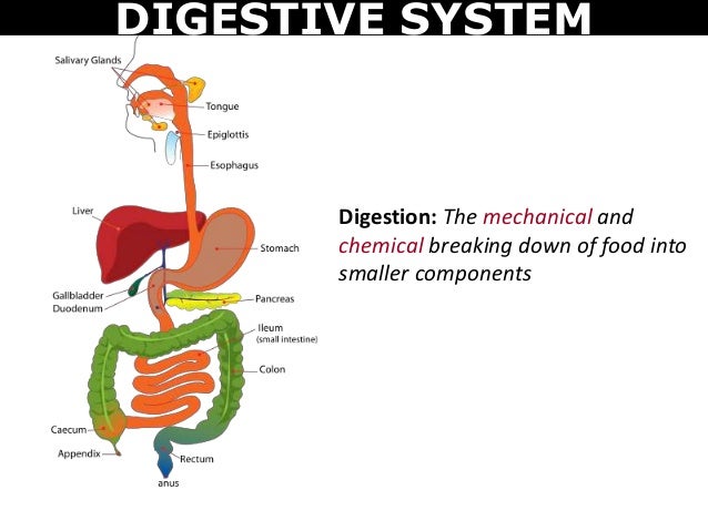 How Do The Digestive And Circulatory Systems Work Together 06 digestive and circulatory system