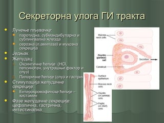 Секреторна улога ГИ трактаСекреторна улога ГИ тракта
 Лучење пљувачке:Лучење пљувачке:
 паротидна, субмандибуларна ипаротидна, субмандибуларна и
сублингвална жлездасублингвална жлезда
 серозна (п.амилаза) и мукознасерозна (п.амилаза) и мукозна
секрецијасекреција
 ЈедњакЈедњак
 Желудац:Желудац:
1.1. Оксинтичне ћелије (Оксинтичне ћелије (HCl,HCl,
пепсиноген, унутрашњи фактор ипепсиноген, унутрашњи фактор и
слуз)слуз)
2.2. Пилоричне ћелије (слуз и гастрин)Пилоричне ћелије (слуз и гастрин)
 Стимулација желудачнеСтимулација желудачне
секреције:секреције:
 Ентерохромафинске ћелије –Ентерохромафинске ћелије –
хистаминхистамин
 Фазе желудачне секреције:Фазе желудачне секреције:
цефалична, гастрична,цефалична, гастрична,
интестиналнаинтестинална
 