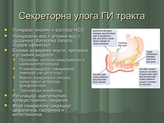 Секреторна улога ГИ трактаСекреторна улога ГИ тракта
 Панкреас: ензими и раствор НСОПанкреас: ензими и раствор НСО33
 Панкреасни вод + јетрени вод =Панкреасни вод + јетрени вод =
дуоденум (Ватерова папила,дуоденум (Ватерова папила,
Одијев сфинктер)Одијев сфинктер)
 Ензими за варење масти, протеинаЕнзими за варење масти, протеина
и угљених хидрата:и угљених хидрата:
 Протеини: трипсин,химотрипсин иПротеини: трипсин,химотрипсин и
карбоксилпепсидазакарбоксилпепсидаза
 Угљени хидрати: панкреаснаУгљени хидрати: панкреасна
амилаза (не целулозу)амилаза (не целулозу)
 Масти: панкреасна липаза,Масти: панкреасна липаза,
холестерол естераза,холестерол естераза,
фосфолипазафосфолипаза
 Трипсински инхибиторТрипсински инхибитор
 Регулација: ацетилхолин,Регулација: ацетилхолин,
холецистокинин, секретин.холецистокинин, секретин.
 Фазе панкреасне секреције:Фазе панкреасне секреције:
цефалична, гастрична ицефалична, гастрична и
интестинална.интестинална.
 