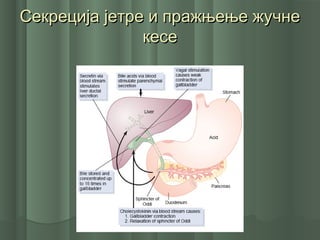 Секреција јетре и пражњење жучнеСекреција јетре и пражњење жучне
кесекесе
 