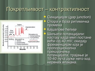 Покретљивост – контрактилностПокретљивост – контрактилност
 Синцицијум (Синцицијум (gap junction)gap junction)
 Спора и брза ритимичкаСпора и брза ритимичка
променапромена
 Кајџалове ћелијеКајџалове ћелије
 Шиљати потенцијали:Шиљати потенцијали:
настају када ммп постаненастају када ммп постане
већи од 40већи од 40 mVmV; окидају; окидају
фреквенцијом која јефреквенцијом која је
пропорционалнапропорционална
прекорачењупрекорачењу
потенцијала; трајање јепотенцијала; трајање је
10-40 пута дуже него код10-40 пута дуже него код
нервних влакана.нервних влакана.
 