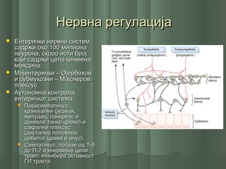 Нервна регулацијаНервна регулација
 Ентерички нервни системЕнтерички нервни систем
садржи око 100 милионасадржи око 100 милиона
неурона, скоро исти бројнеурона, скоро исти број
који садржи цела кичменакоји садржи цела кичмена
мождина.мождина.
 Мијентерички – ОјербаховМијентерички – Ојербахов
и субмукозни – Мајснерови субмукозни – Мајснеров
плексус.плексус.
 Аутономна контролаАутономна контрола
ентеричког система:ентеричког система:
 Парасимпатикус:Парасимпатикус:
кранијални (једњак,кранијални (једњак,
желудац, панкреас ижелудац, панкреас и
донекле танко црево) идонекле танко црево) и
сакрални плексуссакрални плексус
(дистална половина(дистална половина
дебелог црева и анус).дебелог црева и анус).
 Симпатикус: полазе од Т-5Симпатикус: полазе од Т-5
до Л-2 и инервишу целидо Л-2 и инервишу цели
тракт; инхибира активносттракт; инхибира активност
ГИ трактаГИ тракта
 