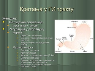 Кретања у ГИ трактуКретања у ГИ тракту
Желудац:Желудац:
 Желудачна регулација:Желудачна регулација:
 механичка + гастринмеханичка + гастрин
 Регулација у дуоденумуРегулација у дуоденуму
 НервнаНервна
1.1. Директна – ентеричкаДиректна – ентеричка
2.2. Спољна – превертебрална симп.Спољна – превертебрална симп.
ганглијаганглија
3.3. Вагусни нерв – ка можданомВагусни нерв – ка можданом
стаблустаблу
 Механохемијска:Механохемијска:
1.1. Растегнутост зидаРастегнутост зида
2.2. Иритација зидаИритација зида
3.3. Киселост дуоденалне каше (3,5-4)Киселост дуоденалне каше (3,5-4)
4.4. Осмолалност кашеОсмолалност каше
5.5. Производи разлагања протеина иПроизводи разлагања протеина и
донекле масти (хормонскадонекле масти (хормонска
регулација ? – холецистокинин,регулација ? – холецистокинин,
секретин, ГИП)секретин, ГИП)
 