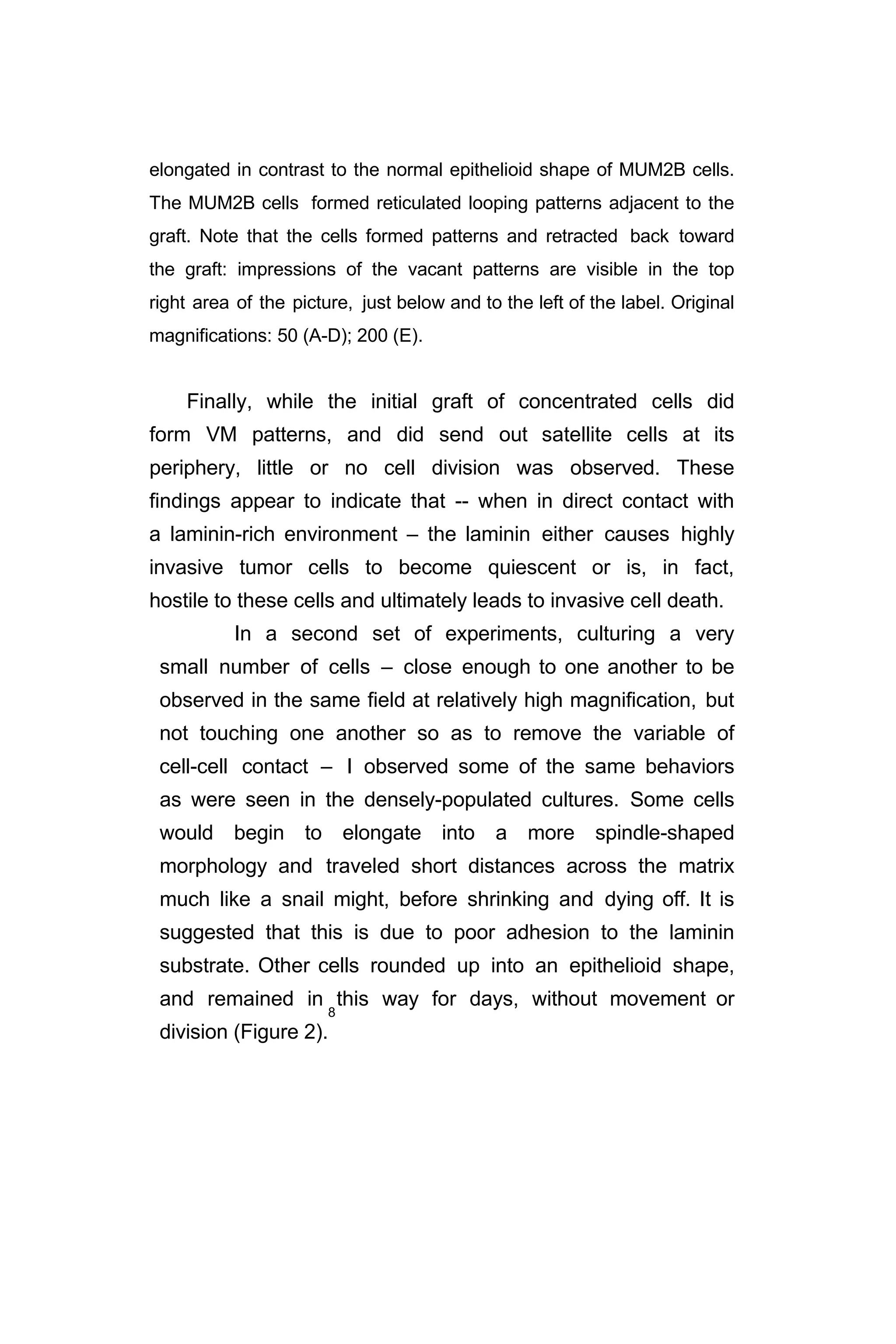 elongated in contrast to the normal epithelioid shape of MUM2B cells.
The MUM2B cells formed reticulated looping patterns adjacent to the
graft. Note that the cells formed patterns and retracted back toward
the graft: impressions of the vacant patterns are visible in the top
right area of the picture, just below and to the left of the label. Original
magnifications: 50 (A-D); 200 (E).
Finally, while the initial graft of concentrated cells did
form VM patterns, and did send out satellite cells at its
periphery, little or no cell division was observed. These
findings appear to indicate that -- when in direct contact with
a laminin-rich environment – the laminin either causes highly
invasive tumor cells to become quiescent or is, in fact,
hostile to these cells and ultimately leads to invasive cell death.
In a second set of experiments, culturing a very
small number of cells – close enough to one another to be
observed in the same field at relatively high magnification, but
not touching one another so as to remove the variable of
cell-cell contact – I observed some of the same behaviors
as were seen in the densely-populated cultures. Some cells
would begin to elongate into a more spindle-shaped
morphology and traveled short distances across the matrix
much like a snail might, before shrinking and dying off. It is
suggested that this is due to poor adhesion to the laminin
substrate. Other cells rounded up into an epithelioid shape,
and remained in this way for days, without movement or
division (Figure 2).
8
 
