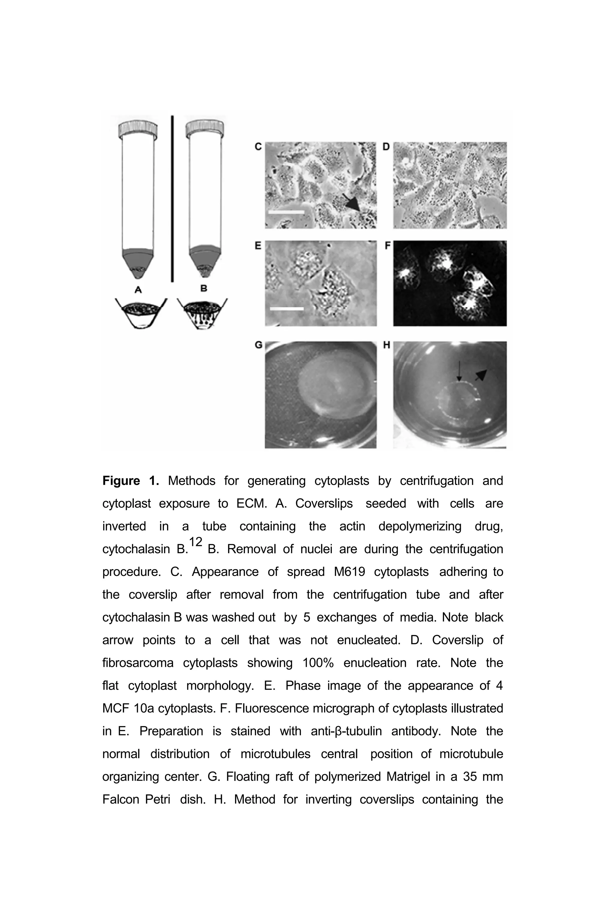 Figure 1. Methods for generating cytoplasts by centrifugation and
cytoplast exposure to ECM. A. Coverslips seeded with cells are
inverted in a tube containing the actin depolymerizing drug,
cytochalasin B.
12
B. Removal of nuclei are during the centrifugation
procedure. C. Appearance of spread M619 cytoplasts adhering to
the coverslip after removal from the centrifugation tube and after
cytochalasin B was washed out by 5 exchanges of media. Note black
arrow points to a cell that was not enucleated. D. Coverslip of
fibrosarcoma cytoplasts showing 100% enucleation rate. Note the
flat cytoplast morphology. E. Phase image of the appearance of 4
MCF 10a cytoplasts. F. Fluorescence micrograph of cytoplasts illustrated
in E. Preparation is stained with anti-β-tubulin antibody. Note the
normal distribution of microtubules central position of microtubule
organizing center. G. Floating raft of polymerized Matrigel in a 35 mm
Falcon Petri dish. H. Method for inverting coverslips containing the
 
