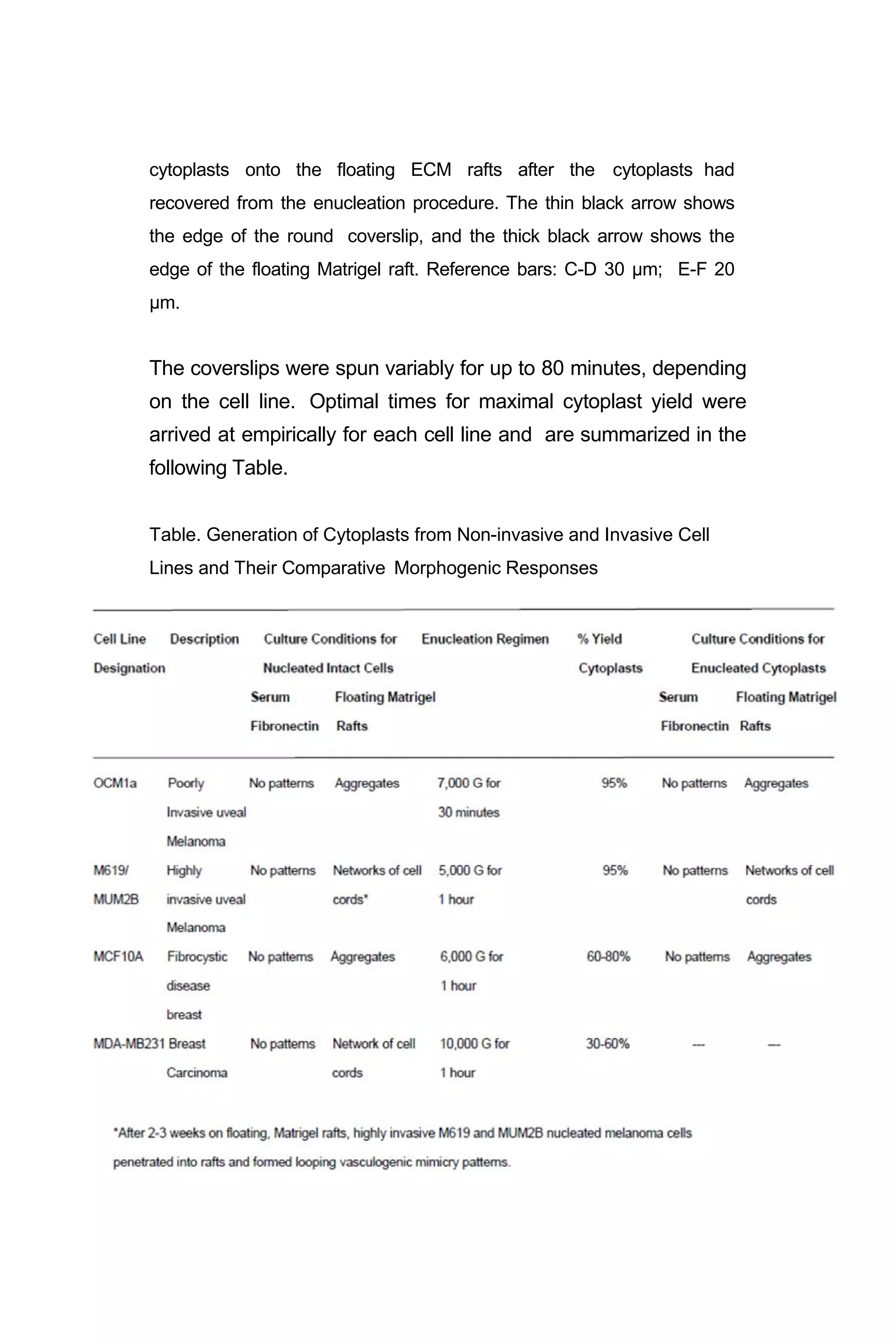 cytoplasts onto the floating ECM rafts after the cytoplasts had
recovered from the enucleation procedure. The thin black arrow shows
the edge of the round coverslip, and the thick black arrow shows the
edge of the floating Matrigel raft. Reference bars: C-D 30 µm; E-F 20
µm.
The coverslips were spun variably for up to 80 minutes, depending
on the cell line. Optimal times for maximal cytoplast yield were
arrived at empirically for each cell line and are summarized in the
following Table.
Table. Generation of Cytoplasts from Non-invasive and Invasive Cell
Lines and Their Comparative Morphogenic Responses
 
