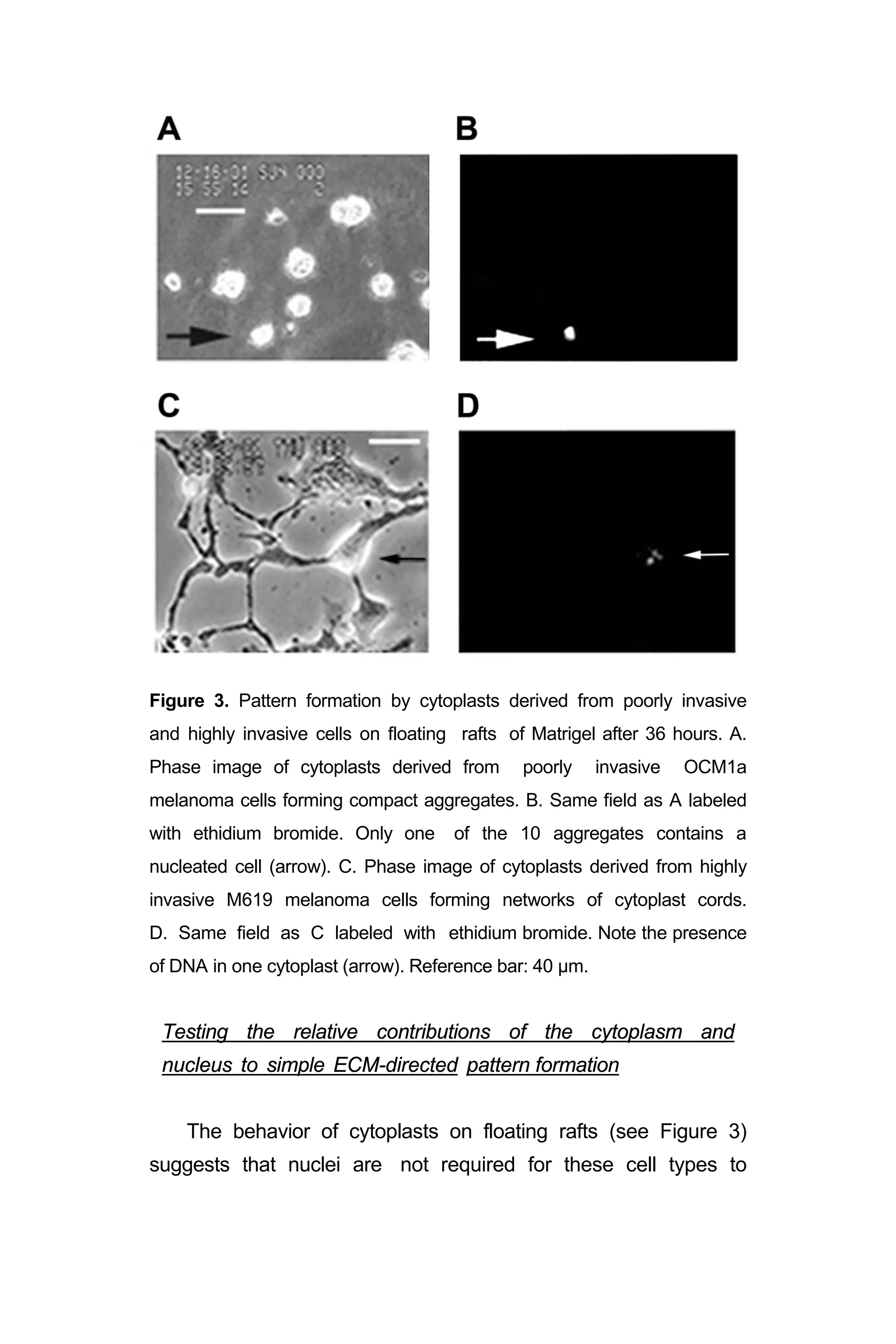 Figure 3. Pattern formation by cytoplasts derived from poorly invasive
and highly invasive cells on floating rafts of Matrigel after 36 hours. A.
Phase image of cytoplasts derived from poorly invasive OCM1a
melanoma cells forming compact aggregates. B. Same field as A labeled
with ethidium bromide. Only one of the 10 aggregates contains a
nucleated cell (arrow). C. Phase image of cytoplasts derived from highly
invasive M619 melanoma cells forming networks of cytoplast cords.
D. Same field as C labeled with ethidium bromide. Note the presence
of DNA in one cytoplast (arrow). Reference bar: 40 µm.
Testing the relative contributions of the cytoplasm and
nucleus to simple ECM-directed pattern formation
The behavior of cytoplasts on floating rafts (see Figure 3)
suggests that nuclei are not required for these cell types to
 