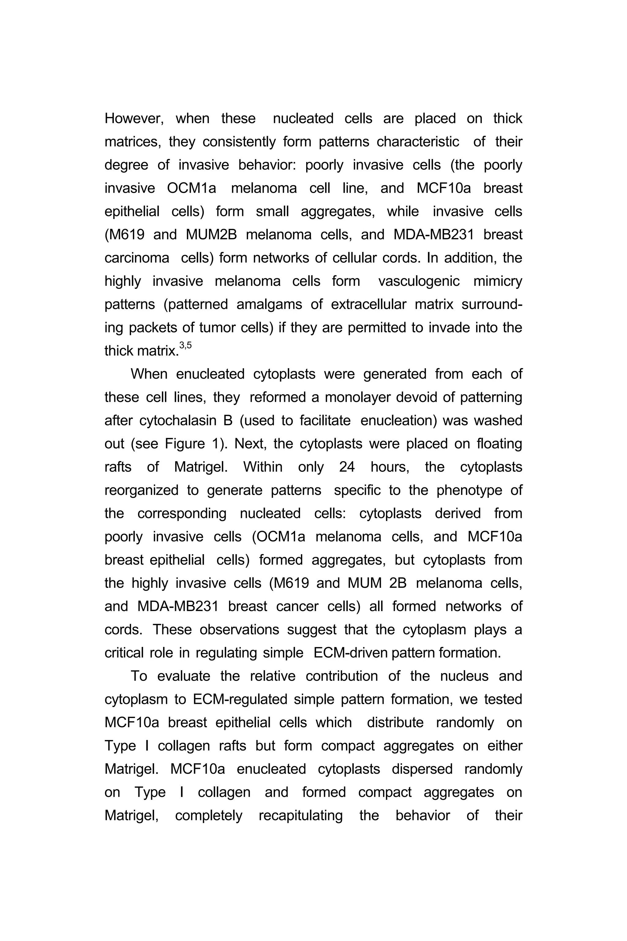 However, when these nucleated cells are placed on thick
matrices, they consistently form patterns characteristic of their
degree of invasive behavior: poorly invasive cells (the poorly
invasive OCM1a melanoma cell line, and MCF10a breast
epithelial cells) form small aggregates, while invasive cells
(M619 and MUM2B melanoma cells, and MDA-MB231 breast
carcinoma cells) form networks of cellular cords. In addition, the
highly invasive melanoma cells form vasculogenic mimicry
patterns (patterned amalgams of extracellular matrix surround-
ing packets of tumor cells) if they are permitted to invade into the
thick matrix.3,5
When enucleated cytoplasts were generated from each of
these cell lines, they reformed a monolayer devoid of patterning
after cytochalasin B (used to facilitate enucleation) was washed
out (see Figure 1). Next, the cytoplasts were placed on floating
rafts of Matrigel. Within only 24 hours, the cytoplasts
reorganized to generate patterns specific to the phenotype of
the corresponding nucleated cells: cytoplasts derived from
poorly invasive cells (OCM1a melanoma cells, and MCF10a
breast epithelial cells) formed aggregates, but cytoplasts from
the highly invasive cells (M619 and MUM 2B melanoma cells,
and MDA-MB231 breast cancer cells) all formed networks of
cords. These observations suggest that the cytoplasm plays a
critical role in regulating simple ECM-driven pattern formation.
To evaluate the relative contribution of the nucleus and
cytoplasm to ECM-regulated simple pattern formation, we tested
MCF10a breast epithelial cells which distribute randomly on
Type I collagen rafts but form compact aggregates on either
Matrigel. MCF10a enucleated cytoplasts dispersed randomly
on Type I collagen and formed compact aggregates on
Matrigel, completely recapitulating the behavior of their
 