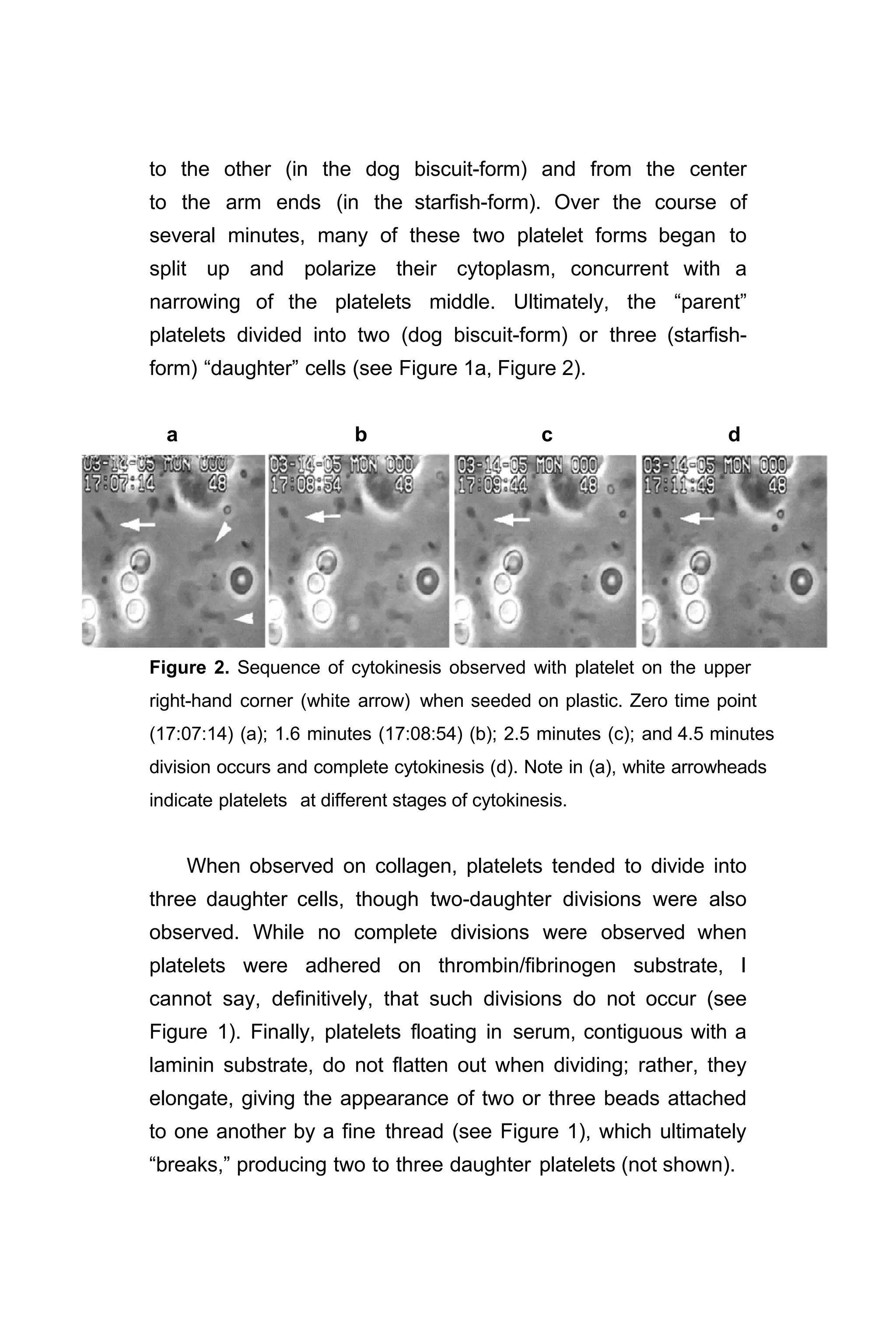 to the other (in the dog biscuit-form) and from the center
to the arm ends (in the starfish-form). Over the course of
several minutes, many of these two platelet forms began to
split up and polarize their cytoplasm, concurrent with a
narrowing of the platelets middle. Ultimately, the “parent”
platelets divided into two (dog biscuit-form) or three (starfish-
form) “daughter” cells (see Figure 1a, Figure 2).
a b c d
Figure 2. Sequence of cytokinesis observed with platelet on the upper
right-hand corner (white arrow) when seeded on plastic. Zero time point
(17:07:14) (a); 1.6 minutes (17:08:54) (b); 2.5 minutes (c); and 4.5 minutes
division occurs and complete cytokinesis (d). Note in (a), white arrowheads
indicate platelets at different stages of cytokinesis.
When observed on collagen, platelets tended to divide into
three daughter cells, though two-daughter divisions were also
observed. While no complete divisions were observed when
platelets were adhered on thrombin/fibrinogen substrate, I
cannot say, definitively, that such divisions do not occur (see
Figure 1). Finally, platelets floating in serum, contiguous with a
laminin substrate, do not flatten out when dividing; rather, they
elongate, giving the appearance of two or three beads attached
to one another by a fine thread (see Figure 1), which ultimately
“breaks,” producing two to three daughter platelets (not shown).
 