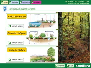 BIOLOGÍA Y GEOLOGÍA 4.º ESO
Dinámica de los ecosistemas
Los ciclos biogeoquímicos
INICIO ESQUEMA RECURSOS INTERNET
SALIRANTERIOR
Ciclo del carbono
AMPLIAR IMAGEN
AMPLIAR IMAGEN
Ciclo del nitrógeno
AMPLIAR IMAGEN
Ciclo del fósforo
 