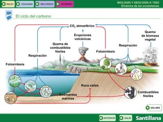 BIOLOGÍA Y GEOLOGÍA 4.º ESO
Dinámica de los ecosistemas
El ciclo del carbono
INICIO ESQUEMA RECURSOS INTERNET
SALIRANTERIOR
VOLVER
CO2 atmosférico
Fotosíntesis
Respiración
Quema de
combustibles
fósiles
Erupciones
volcánicas
Fotosíntesis
Respiración
Quema
de biomasa
vegetal
Sedimentos
marinos
Roca caliza
Combustibles
fósiles
 