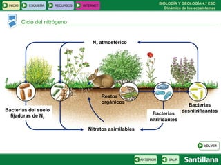 BIOLOGÍA Y GEOLOGÍA 4.º ESO
Dinámica de los ecosistemas
Ciclo del nitrógeno
INICIO ESQUEMA RECURSOS INTERNET
SALIRANTERIOR
VOLVER
N2 atmosférico
Restos
orgánicos
Nitratos asimilables
Bacterias del suelo
fijadoras de N2
Bacterias
nitrificantes
Bacterias
desnitrificantes
 