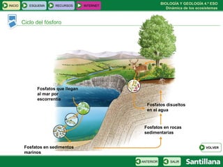 BIOLOGÍA Y GEOLOGÍA 4.º ESO
Dinámica de los ecosistemas
INICIO ESQUEMA RECURSOS INTERNET
Ciclo del fósforo
SALIRANTERIOR
VOLVER
Fosfatos disueltos
en el agua
Fosfatos en rocas
sedimentarias
Fosfatos que llegan
al mar por
escorrentía
Fosfatos en sedimentos
marinos
 