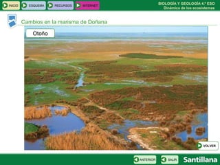 BIOLOGÍA Y GEOLOGÍA 4.º ESO
Dinámica de los ecosistemas
VeranoPrimaveraInviernoOtoño
INICIO ESQUEMA RECURSOS INTERNET
Cambios en la marisma de Doñana
SALIRANTERIOR
VOLVER
 