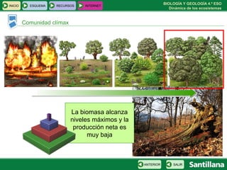 BIOLOGÍA Y GEOLOGÍA 4.º ESO
Dinámica de los ecosistemas
INICIO ESQUEMA RECURSOS INTERNET
Comunidad clímax
SALIRANTERIOR
La biomasa alcanza
niveles máximos y la
producción neta es
muy baja
 
